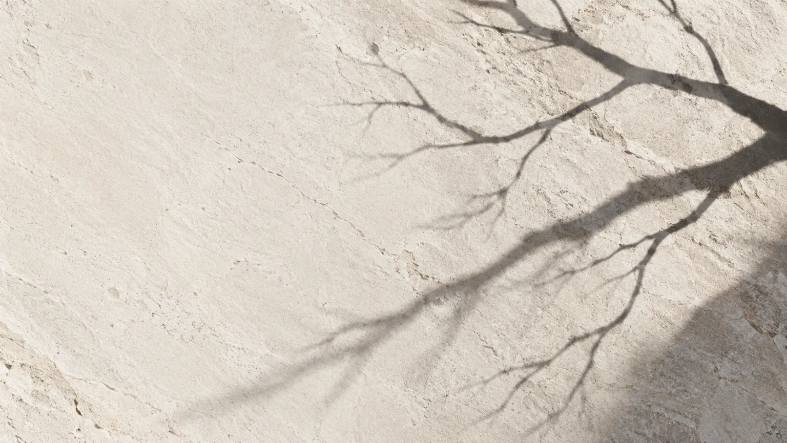 A tree casting branching shadows across a pale surface